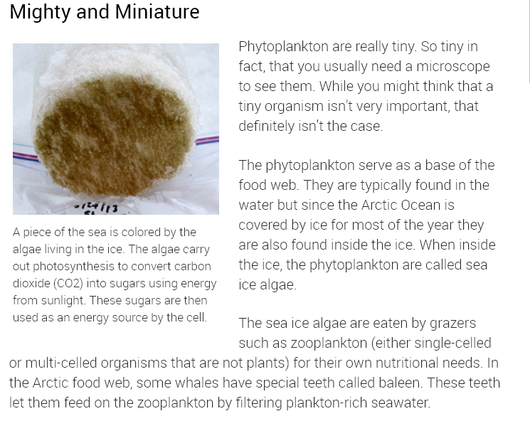 food of the sea, depends upon sea ice